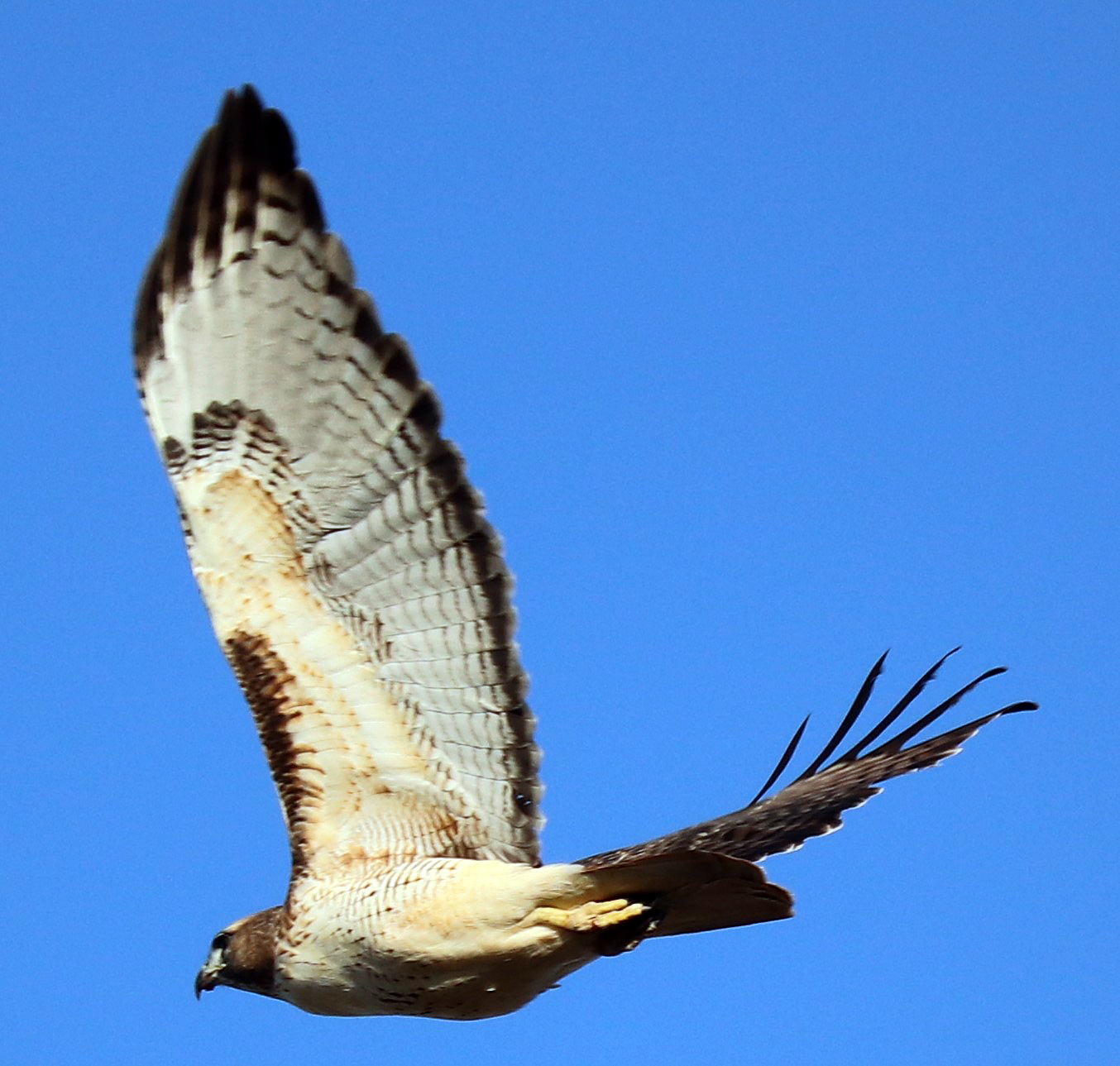 Aguililla Cola Roja (Buteo jamaicensis) · NaturaLista Mexico