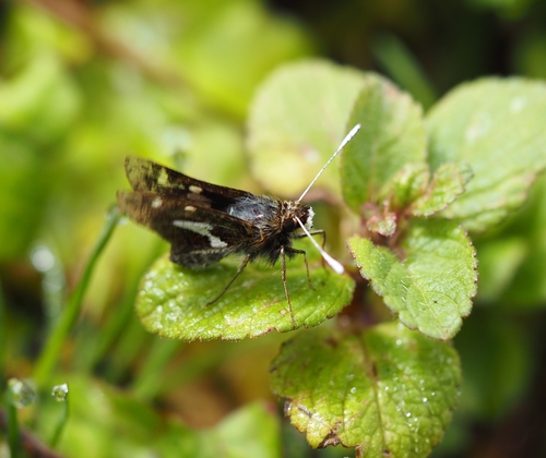 Banded Snow-horned Skipper