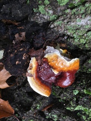 Ganoderma sessile