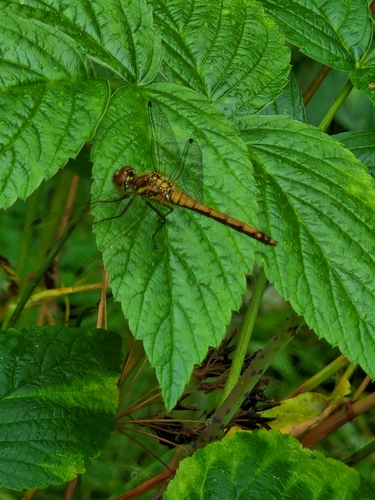 Black Meadowhawk