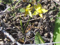 Cyanella lutea lutea