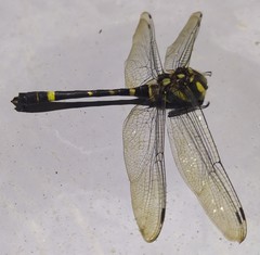 Epophthalmia elegans