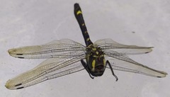 Epophthalmia elegans