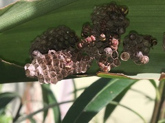 Ropalidia variegata