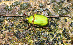 Chrysina antonkozlovi