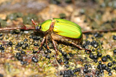 Chrysina antonkozlovi