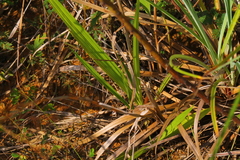Bletia