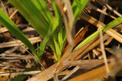 Bletia