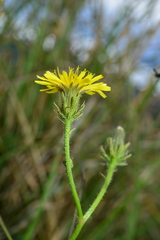 Picris hieracioides morrisonensis