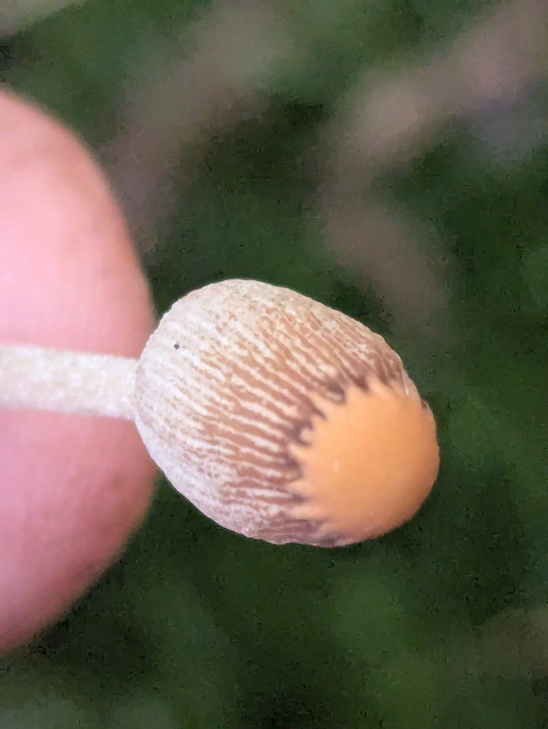 Parasola galericuliformis