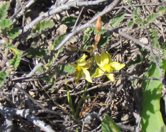 Cyanella lutea lutea