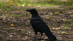 Corvus corone
