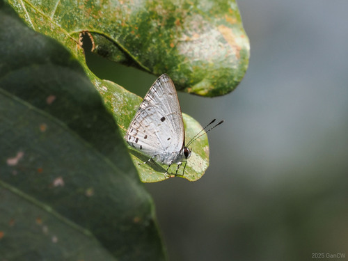 Cebrella