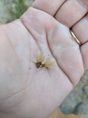 Hazardia squarrosa squarrosa