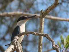 Todiramphus sordidus