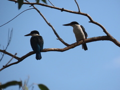 Todiramphus sordidus