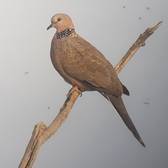 Streptopelia chinensis