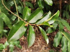 Aphloia theiformis