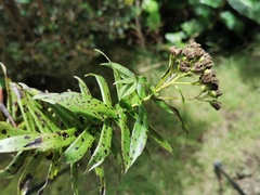 Faujasia salicifolia