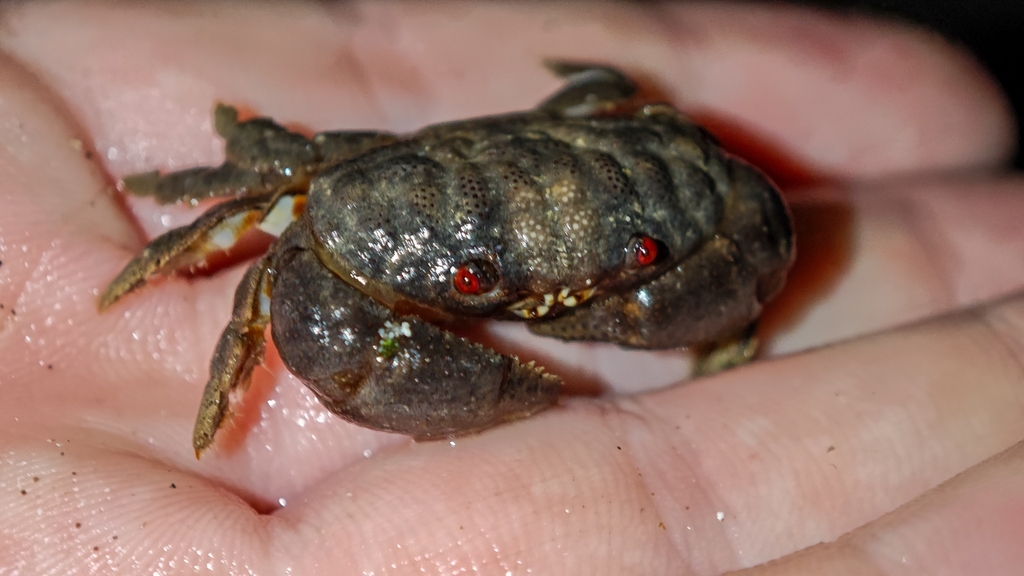 Actaeodes tomentosus