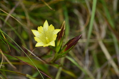 Gentiana itzershanensis