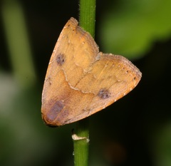Rivula inconspicua