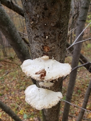Fungi