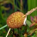 Dwarf Cattail - Photo (c) Hectonichus, some rights reserved (CC BY-SA)