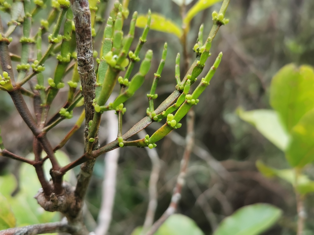 Korthalsella gaudichaudii