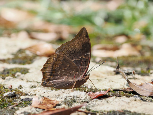 White-banded Rajah