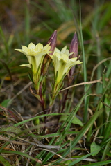 Gentiana itzershanensis