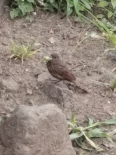 Crested Bunting (Emberiza lathami), photo 9