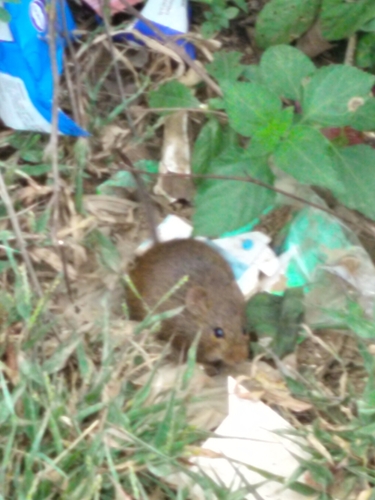 Indian Bush Rat
