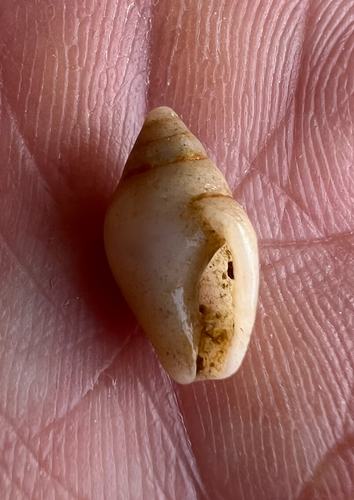 Columbella rustica