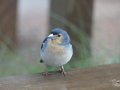 Fringilla coelebs palmae