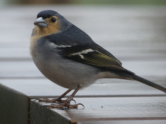 Fringilla coelebs palmae
