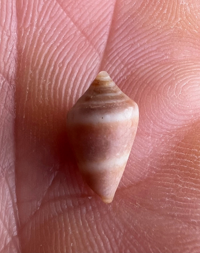 Conus ventricosus