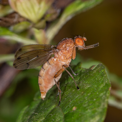 Suillia quinquepunctata