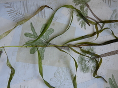 Potamogeton epihydrus