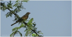 Emberiza buchanani