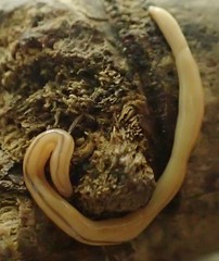 Geonemertes pelaensis