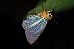 Bibasis gomata