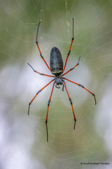 Nephila kuhli