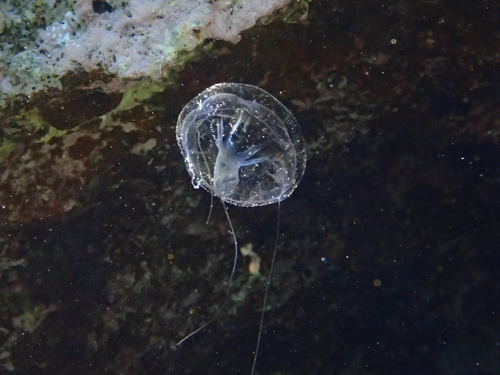 trunked jellyfish