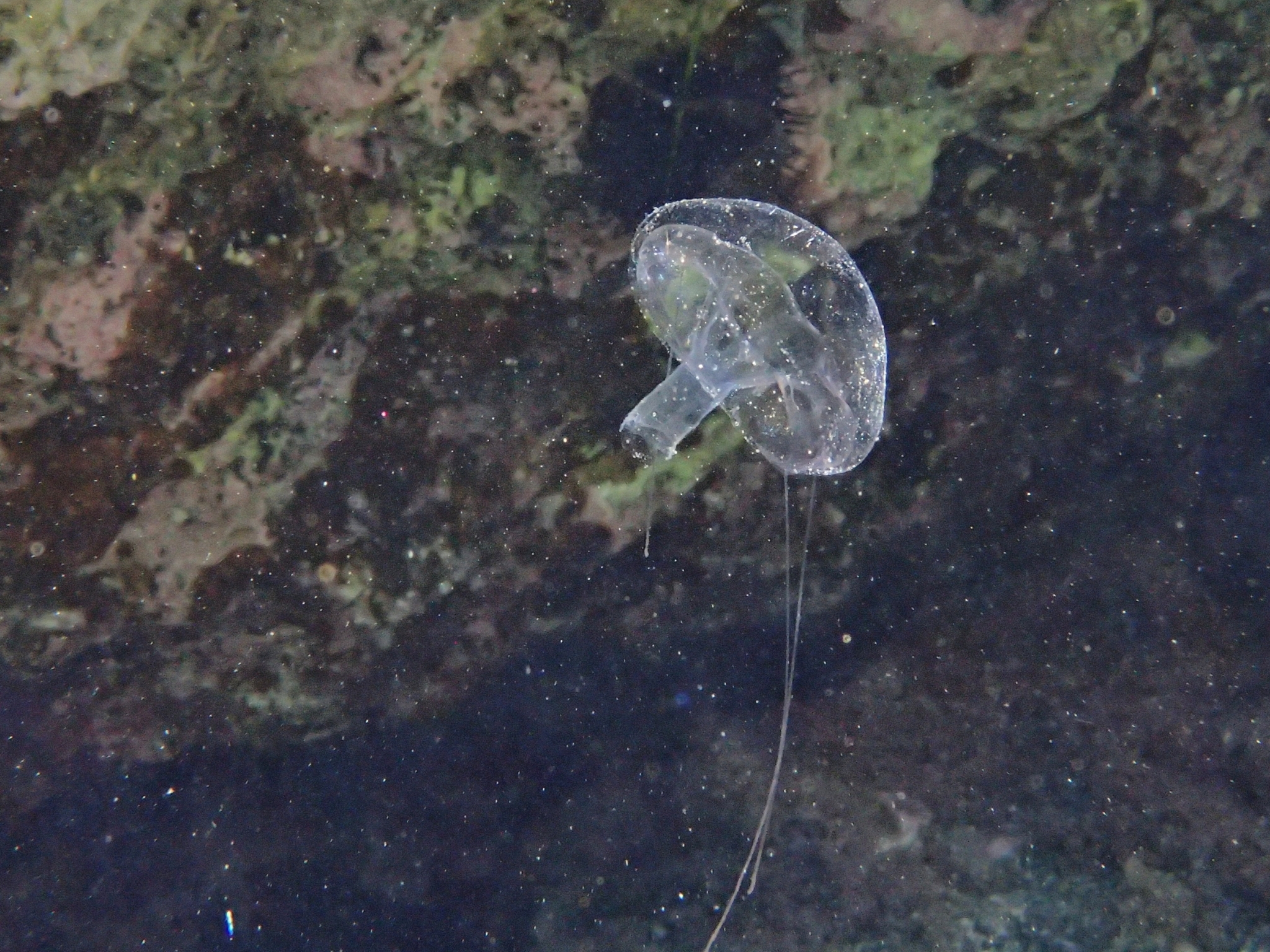 Geryonia proboscidalis (Forsskål, 1775)