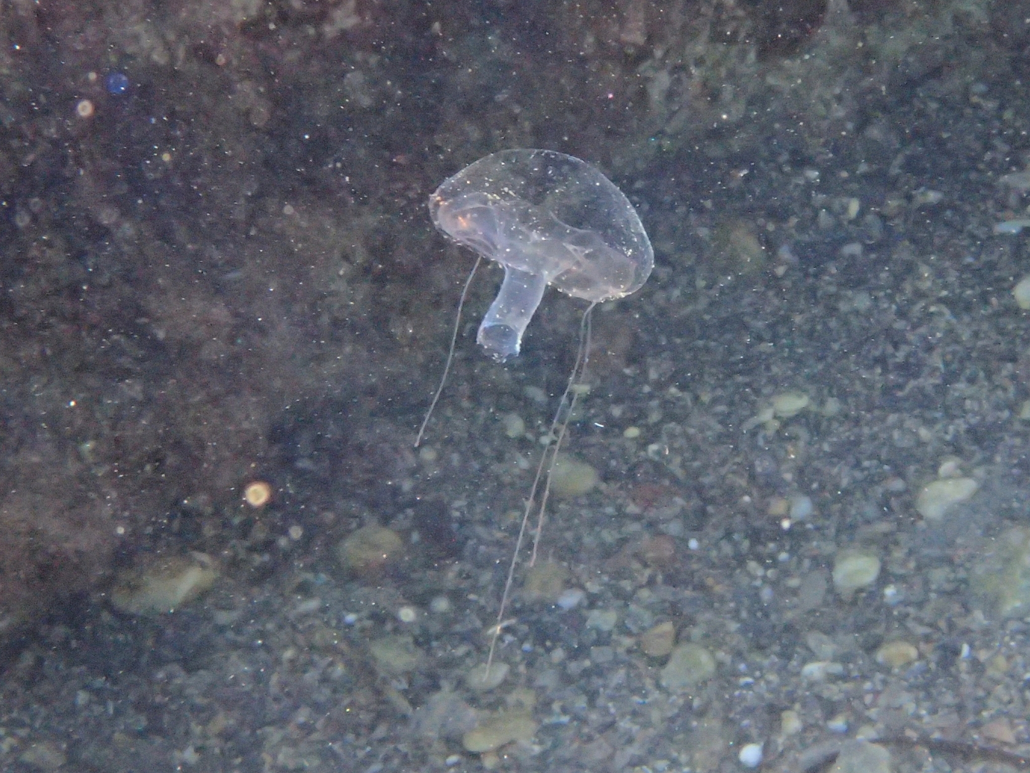 Geryonia proboscidalis (Forsskål, 1775)