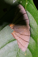 Orudiza protheclaria