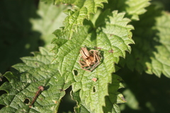 Pisaura mirabilis