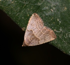 Rivula basalis