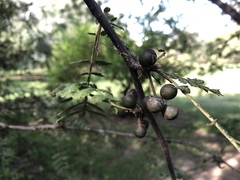 Bursera copallifera